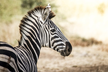 Young zebra
