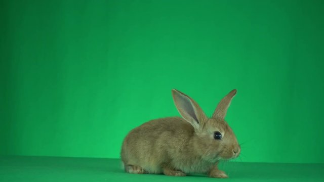 Funny redhead rabbit sniffs and looks at the green screen