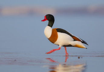 Common Shelduck - Tadorna tadorna - Curonian Lagoon, Lithuania