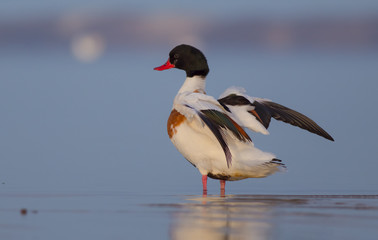 Common Shelduck - Tadorna tadorna - Curonian Lagoon, Lithuania
