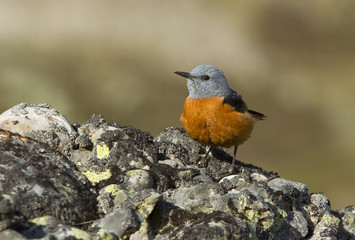 Male of Rufous-tailed rock thrush. Monticola saxatilis