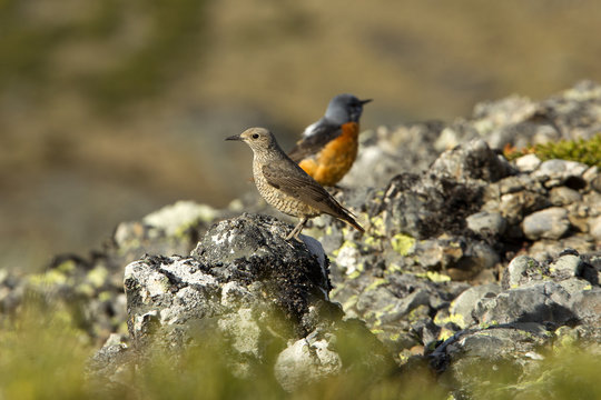 Male and female of Rufous-tailed rock thrush. Monticola saxatilis