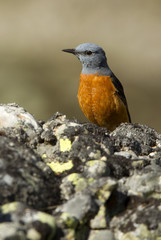 Male of Rufous-tailed rock thrush. Monticola saxatilis