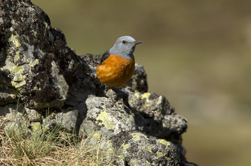Male of Rufous-tailed rock thrush. Monticola saxatilis
