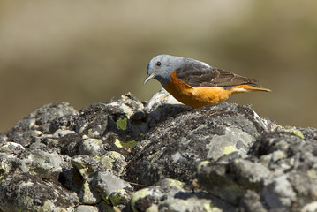 Male of Rufous-tailed rock thrush. Monticola saxatilis