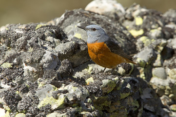 Male of Rufous-tailed rock thrush. Monticola saxatilis
