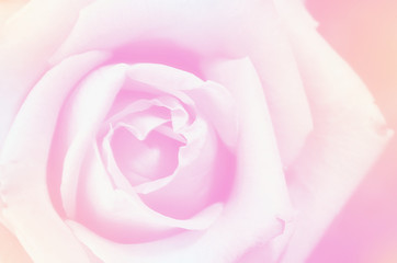Obraz na płótnie Canvas Red Rose beautiful for Valentines Day background