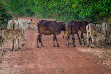 beef, horse, green, mammal, white, view, brown, field, chicken, grass, summer, farm, black, cute, 