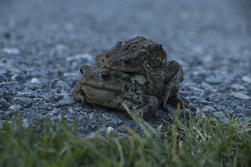 Frösche, Frosch Männchen auf Frosch Weibchen