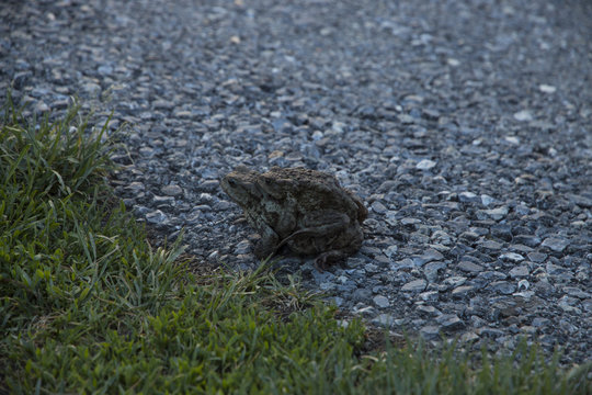 Fr&ouml;sche, Frosch M&auml;nnchen auf Frosch Weibchen