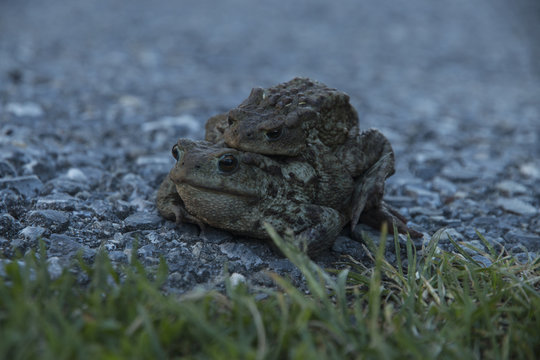 Fr&ouml;sche, Frosch M&auml;nnchen auf Frosch Weibchen
