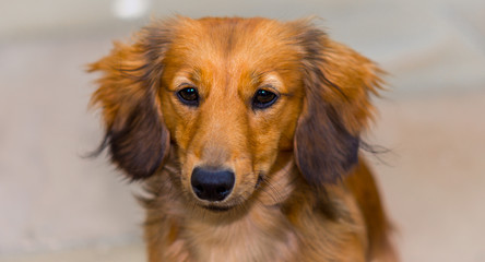 dachshund puppy 9 months