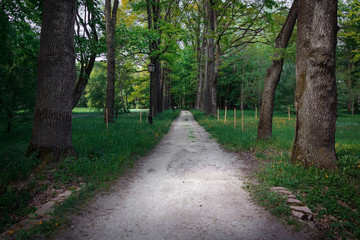Fototapeta na wymiar Quiet path in a dark forest in the spring