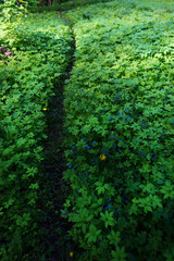 Obraz premium Quiet path in a dark forest in the spring