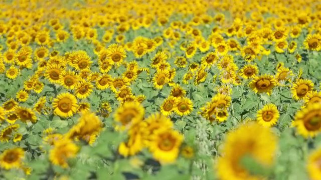 Beautiful Sunflowers field Sunflower stems swaying in the breeze