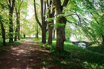 Fototapeta premium Quiet path in a dark forest in the spring