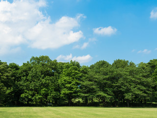 Fototapeta premium 青葉の森公園