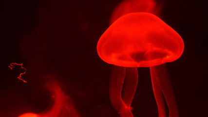 Nightlights glowing beautiful moon jellyfish with red light