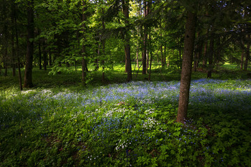 Fototapeta premium A flower clearing in a dark spring forest.