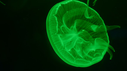 Nightlights glowing beautiful moon jellyfish with green light