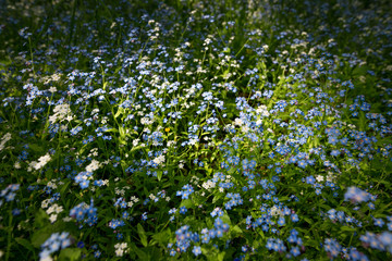 A flower clearing in a dark spring forest.