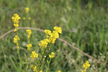 Mustard Plant