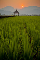 The rice cornfield