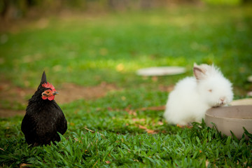 White rabbit and black chicken