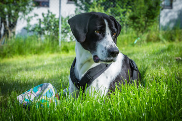 Jagdhund liegend