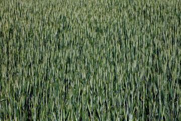 Champ de blé au printemps, Bretagne 