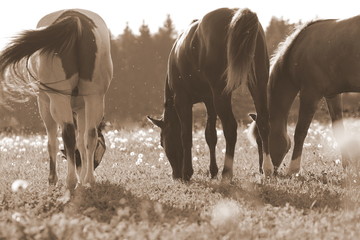 3 starke Jungs, sepia getöntes Bild dreier Pferde beim Grasen auf der Weide in der Abendsonne