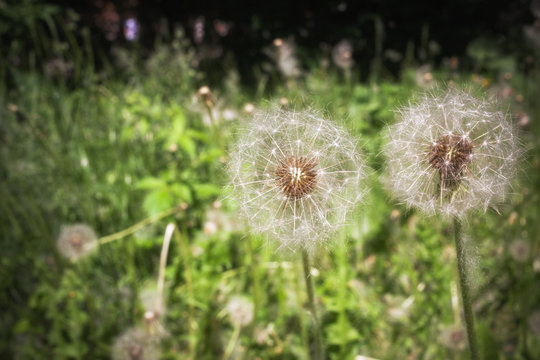 Fototapeta Two white dandelion white among green grass.