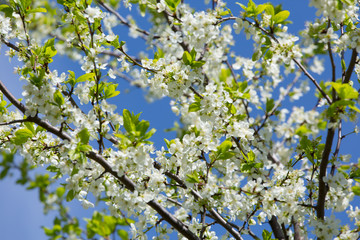 Fruit tree blossoms in garden in spring