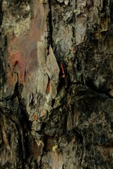 Boxelder Bug