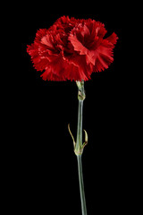 Red carnation isolated on black background