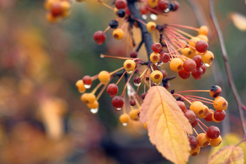 Berries in the autumn rain