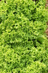 Frischer Salat im Beet