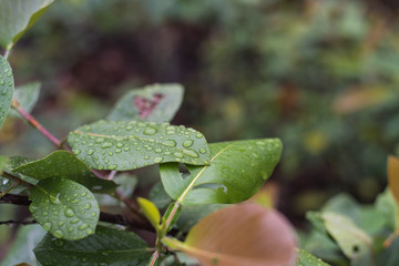 water drops on leaves, natural green background