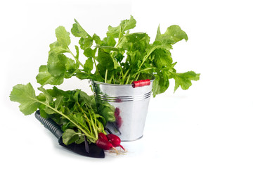 Radishes with leaves in a bucket