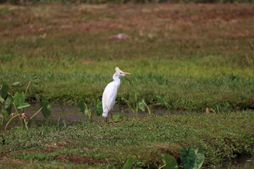 Obraz premium A cattle egret bird standing in a marsh