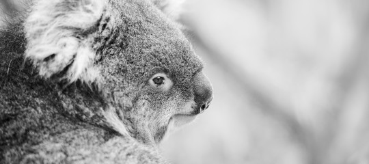 Koala in een eucalyptusboom. Zwart en wit