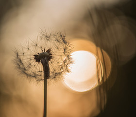 dandelion © SpaPartners