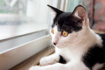 black and white kitty cat waiting in a cage. selective focus.