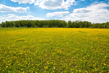 Obraz premium Huge dandelion field flowers in may