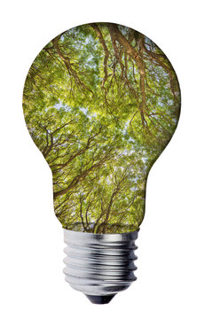 green tree branches inside electric lamp