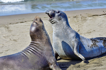 Northern Elephant Seal