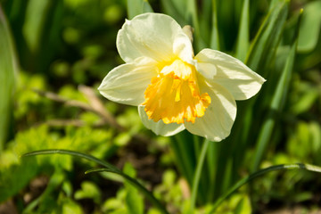 Fototapeta premium Beautiful narcissus on flowerbed in garden