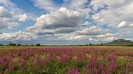 Fototapeta na wymiar Purple wild marsh flowers growing in summer