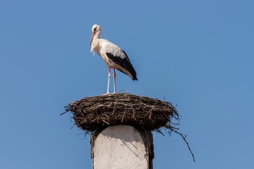 Beautiful white stork resting on the nest