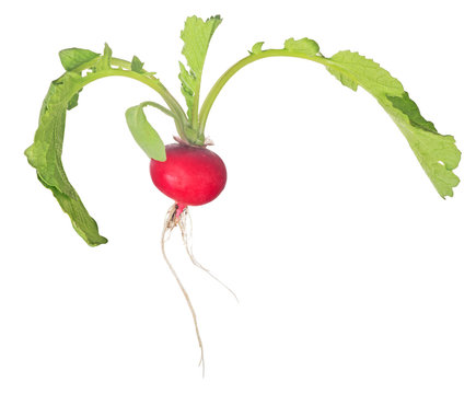 ripe radish with green leaves isolated on white